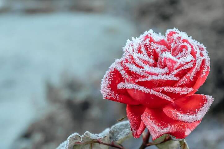 5 réflexes pour protéger ses plantes du froid