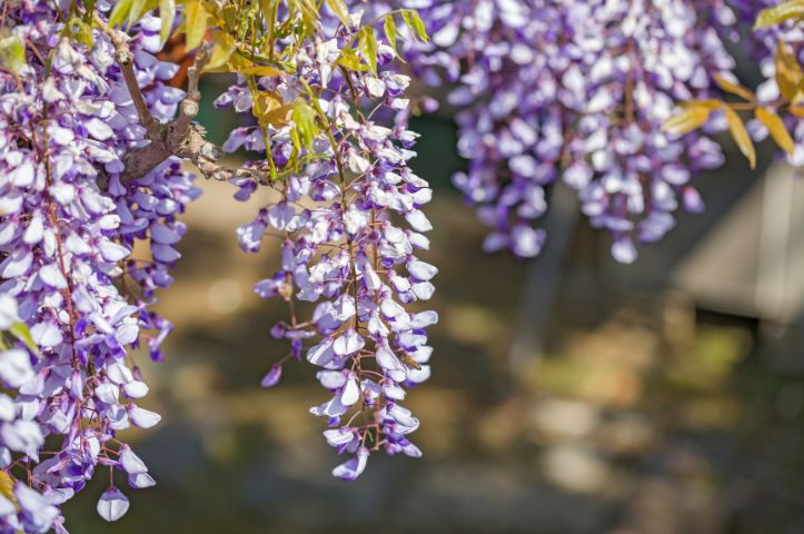 Pergola : 7 plantes grimpantes pour la mettre en valeur