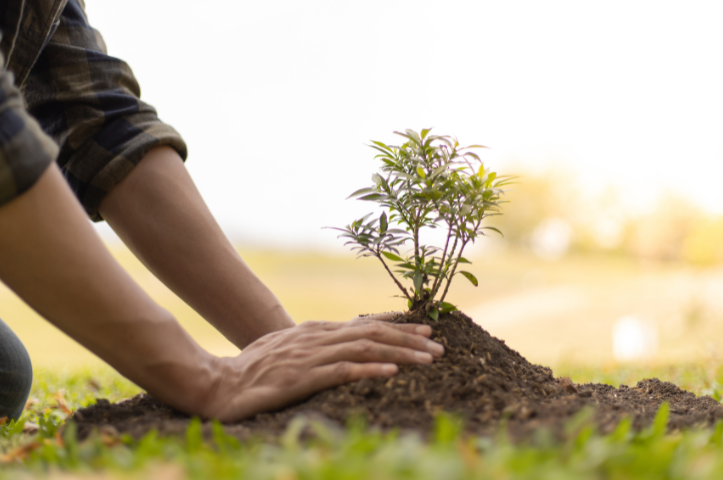 Notre top 10 des arbres à croissance rapide