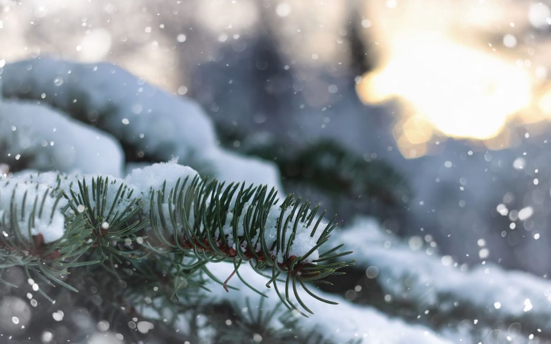 10 arbres persistants à admirer en hiver