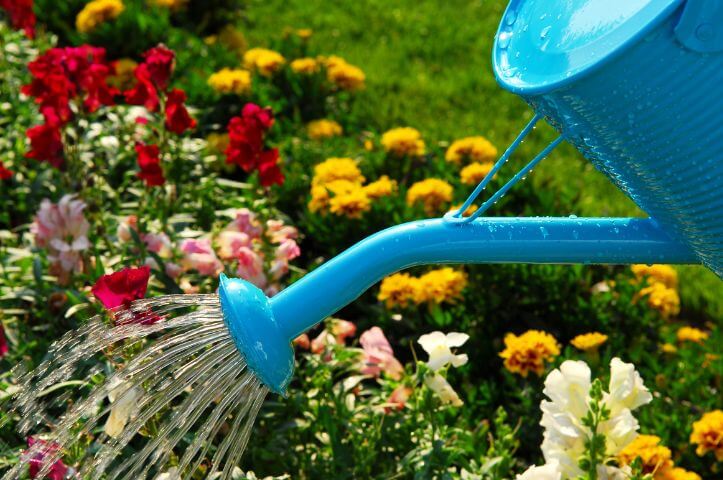 5 conseils pour arroser son jardin en été
