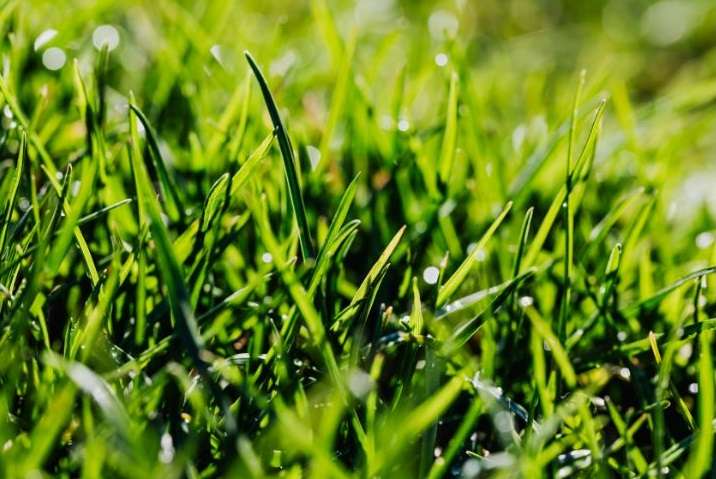 Comment réussir l’engazonnement de son jardin ?