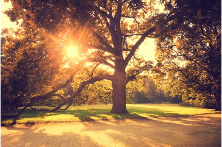 Élagage ou abattage d’arbre : quelle différence ?
