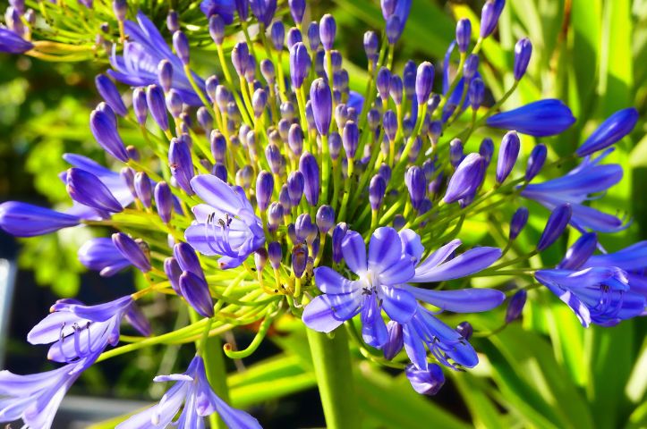 Quelles plantes pour un jardin en baie de Somme ?
