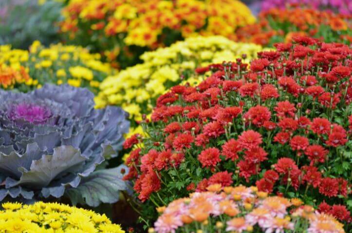 10 plantes pour un massif d&rsquo;automne coloré