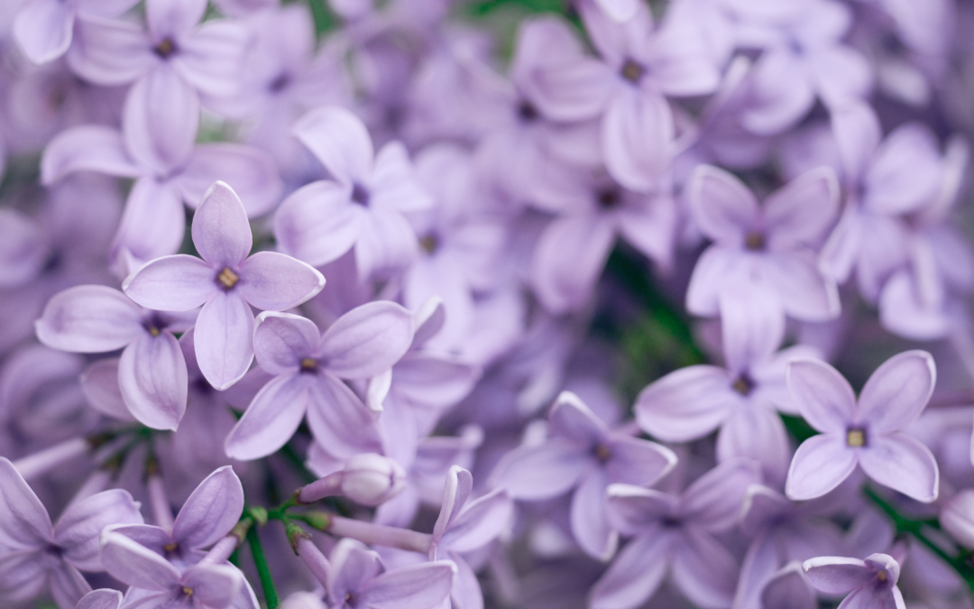7 plantes parfumées pour le printemps