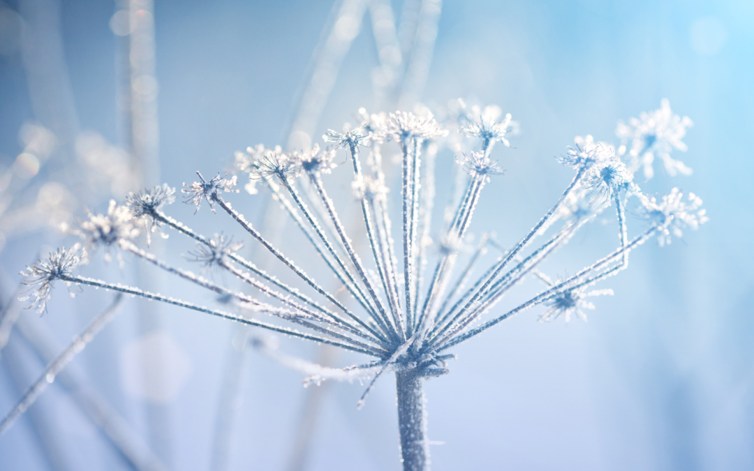 Vos projets d’aménagement extérieur cet hiver