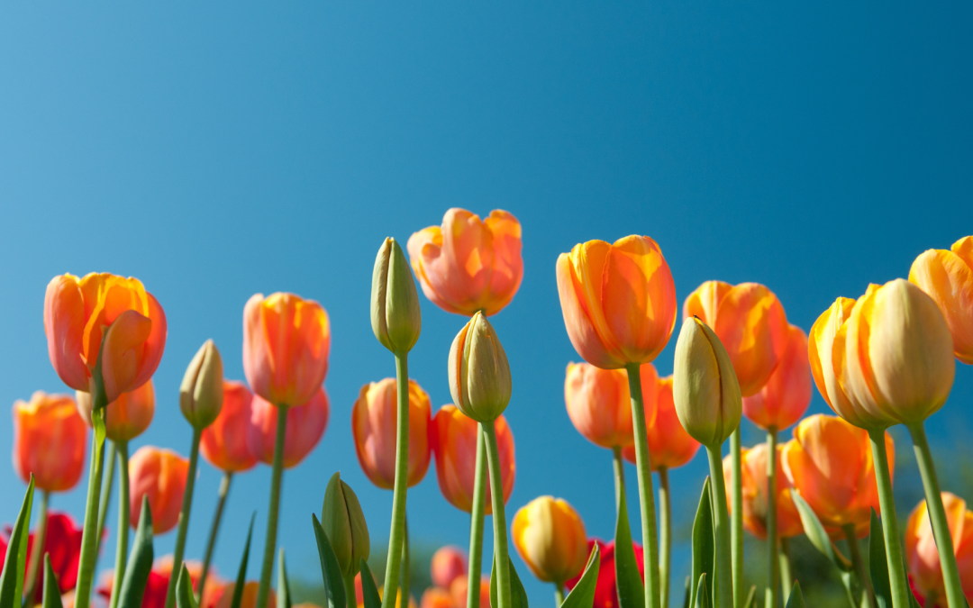 Fêtez le retour du printemps avec nous