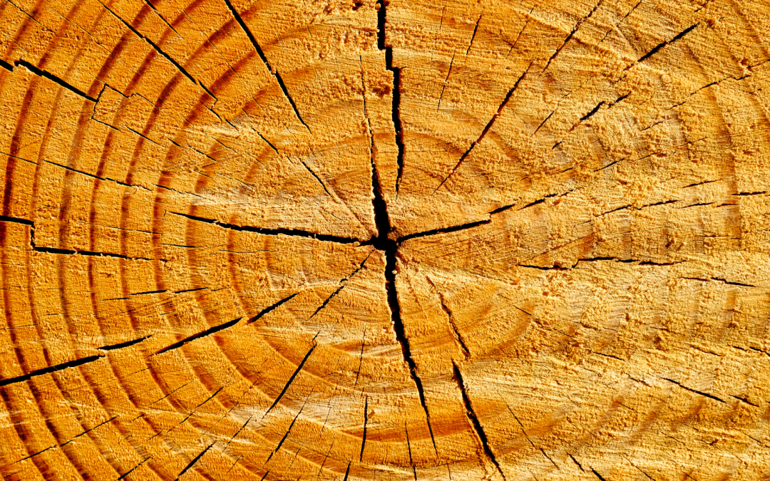 Abattage d&rsquo;arbre à Abbeville : comment éviter la repousse