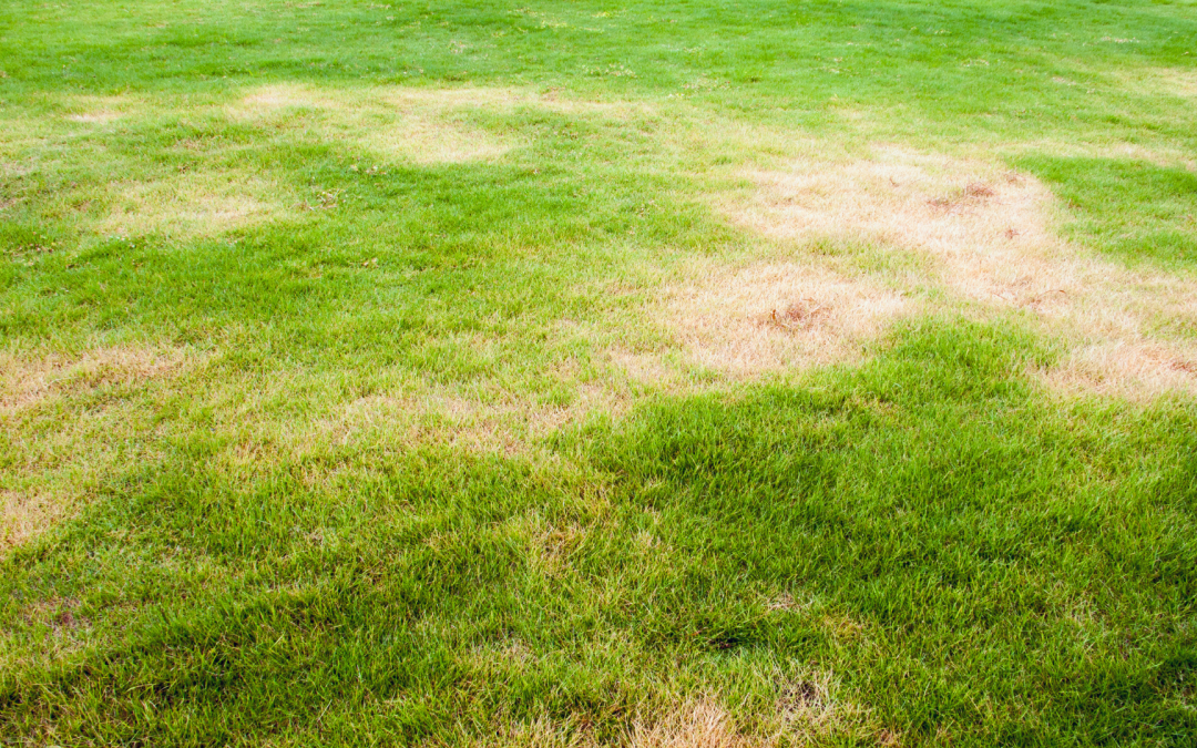 Mon gazon a grillé : que faire ?