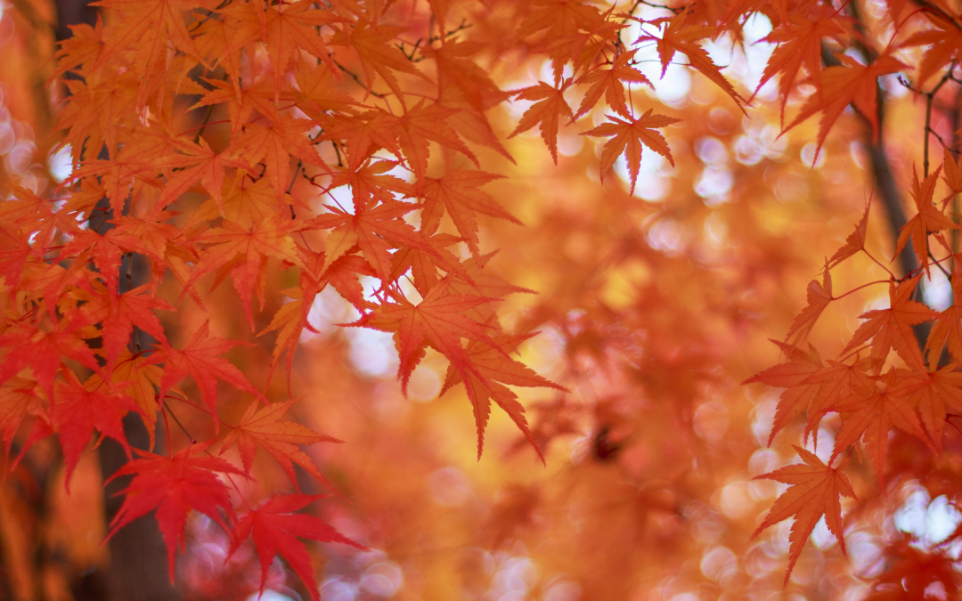10 arbres colorés à admirer en automne