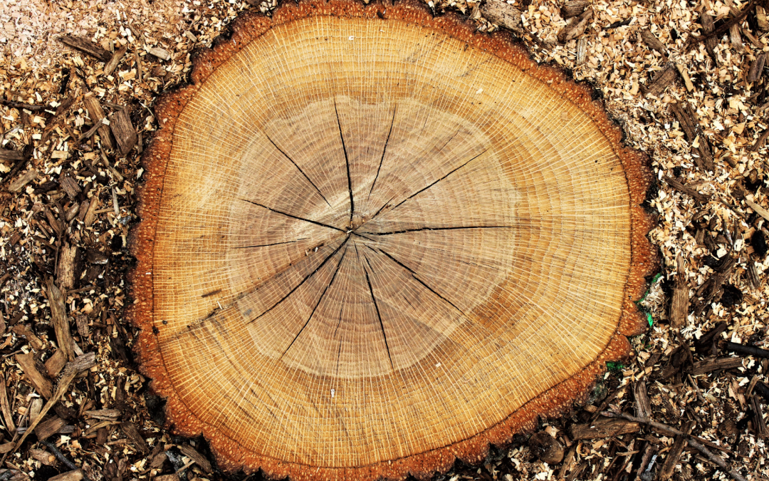 Comment couper un arbre pour qu’il tombe du bon côté
