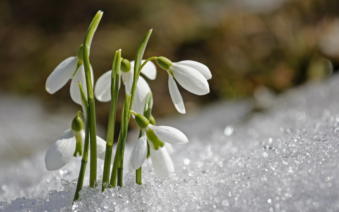 Que planter en hiver dans la Somme
