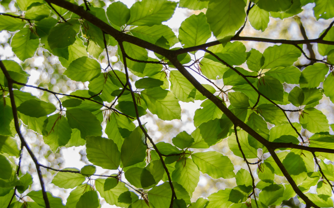 Arbustes pour sol argileux : 5 idées pour un jardin à Abbeville